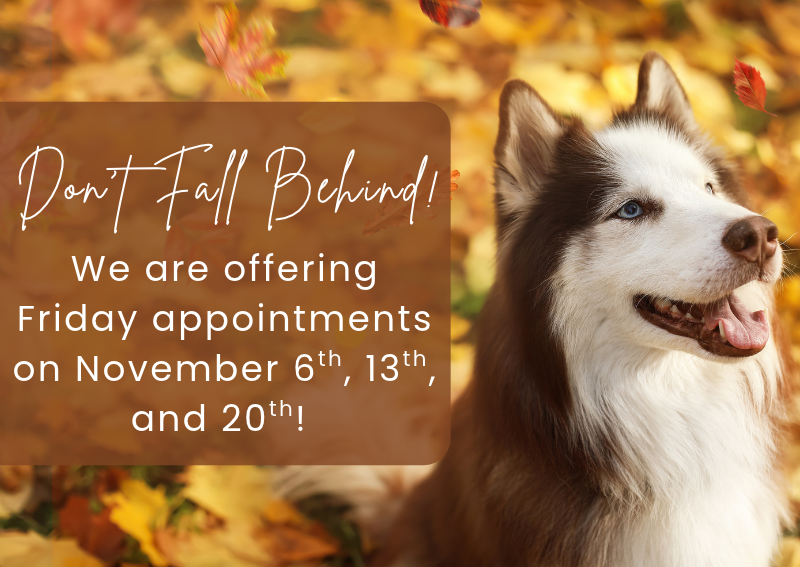 Carousel Slide 1: Book An Appointment>>